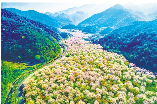 章镇张村"樱花谷"