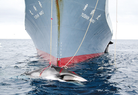 由澳大利亚2月7日公布的照片上显示,一艘日本捕鲸船用渔叉猎鲸