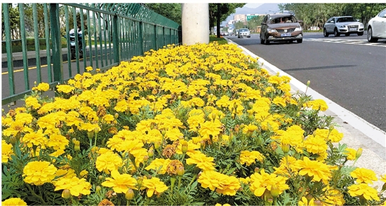 留下入城口道路两侧花团锦簇.